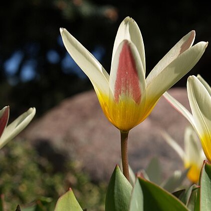 Tulipa kaufmanniana unspecified picture