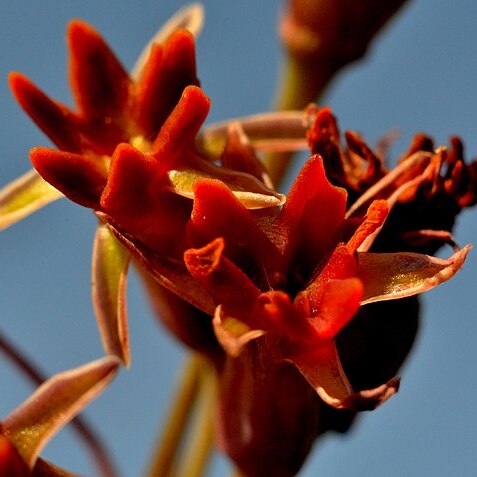 Tulbaghia capensis unspecified picture