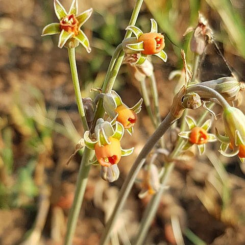 Tulbaghia acutiloba unspecified picture