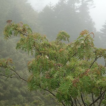 Sorbus randaiensis unspecified picture