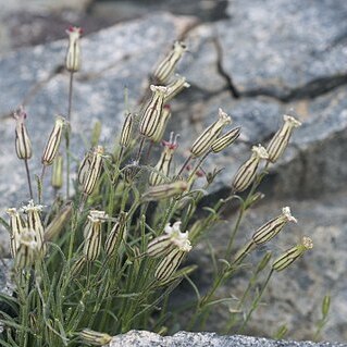 Silene sargentii unspecified picture