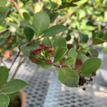 Syzygium cleyerifolium unspecified picture