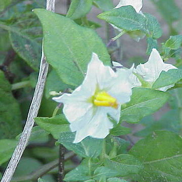 Solanum venturii unspecified picture