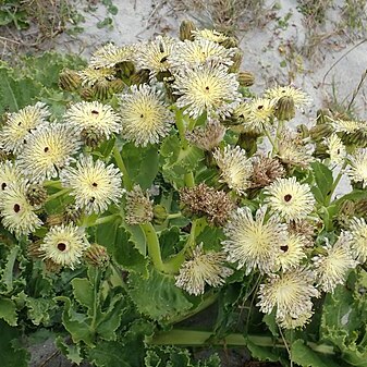 Sonchus grandifolius unspecified picture