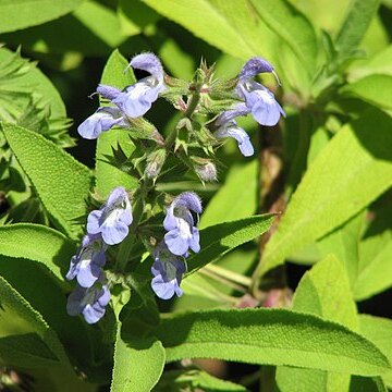 Salvia somalensis unspecified picture