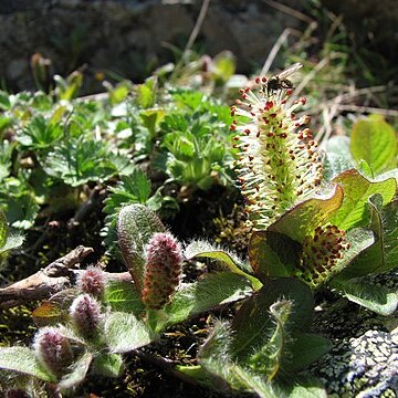 Salix nakamurana unspecified picture