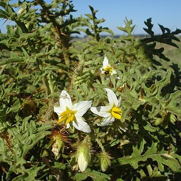 Solanum hasslerianum unspecified picture