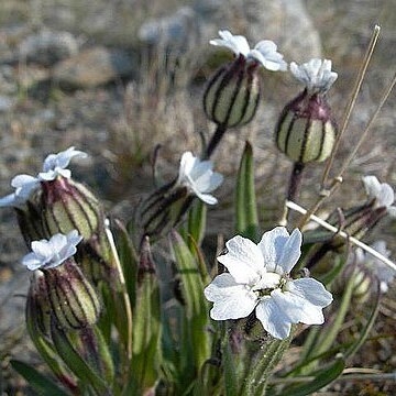 Silene involucrata unspecified picture