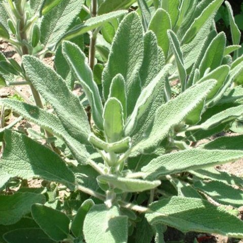 Salvia candelabrum unspecified picture