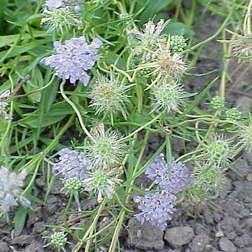 Scabiosa vestina unspecified picture