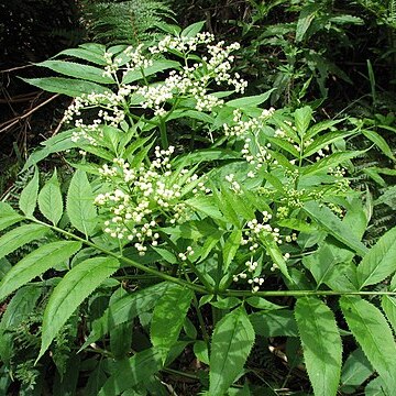 Sambucus gaudichaudiana unspecified picture