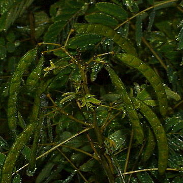 Senna hebecarpa unspecified picture