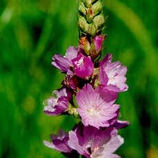 Sidalcea oregana unspecified picture