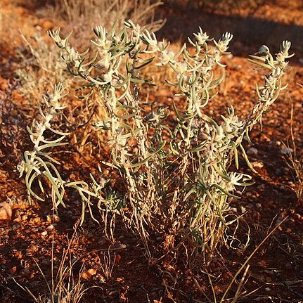 Sclerolaena eriacantha unspecified picture