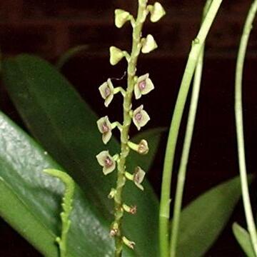 Stelis unspecified picture