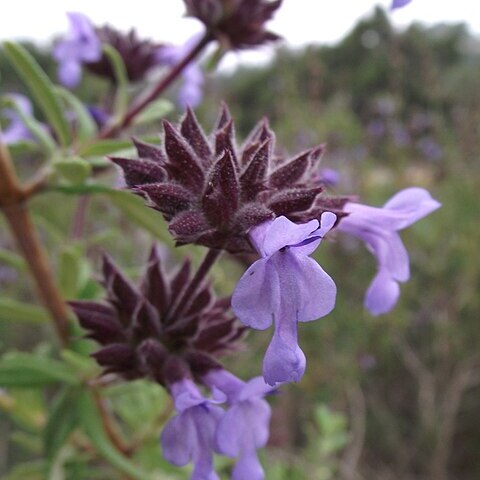 Salvia brandegeei unspecified picture