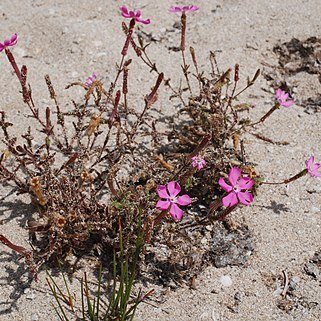 Silene cambessedesii unspecified picture