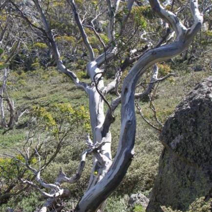 Eucalyptus pauciflora subsp. niphophila unspecified picture