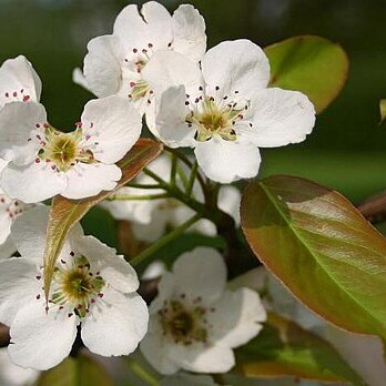 Pyrus ussuriensis unspecified picture