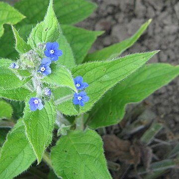 Pentaglottis unspecified picture