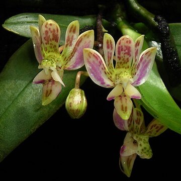 Phalaenopsis finleyi unspecified picture