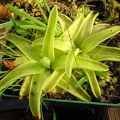 Pinguicula lutea unspecified picture