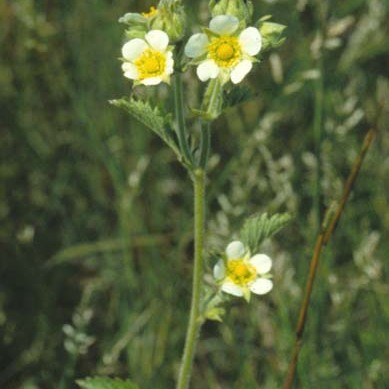 Drymocallis arguta unspecified picture