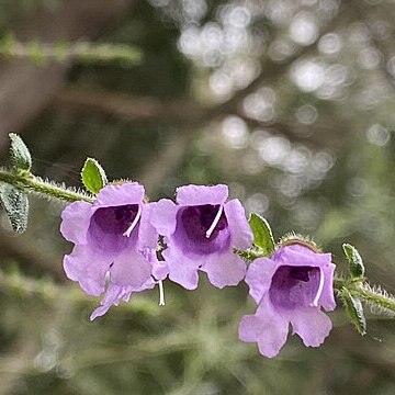 Prostanthera stricta unspecified picture