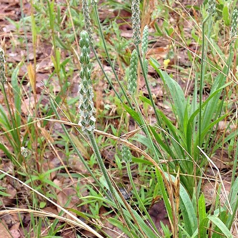 Plantago hookeriana unspecified picture