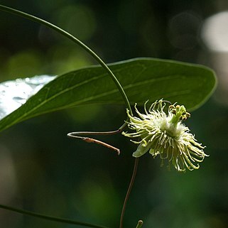 Passiflora kuranda unspecified picture