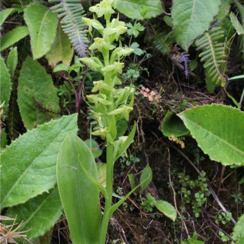 Platanthera azorica unspecified picture