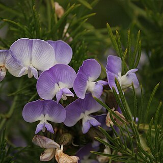 Psoralea unspecified picture