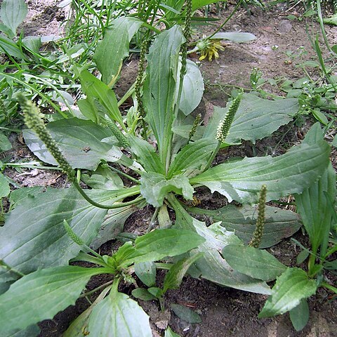 Plantago asiatica unspecified picture