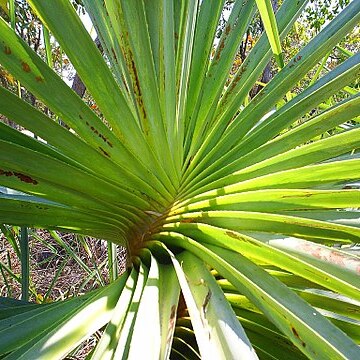 Pandanus spiralis unspecified picture