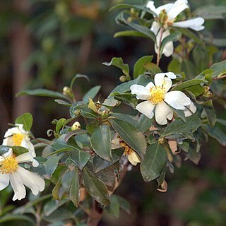 Pyrenaria microcarpa unspecified picture