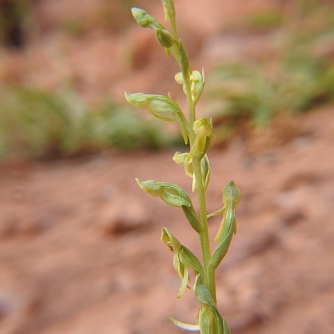 Platanthera zothecina unspecified picture