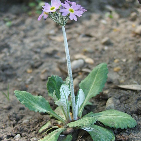 Primula laurentiana unspecified picture