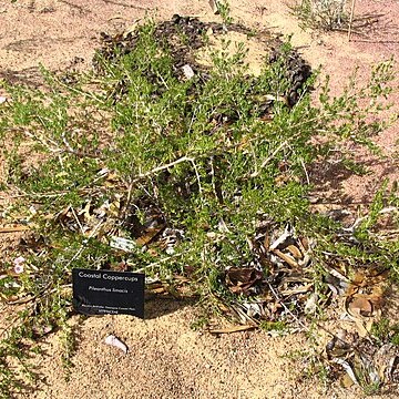 Pileanthus limacis unspecified picture