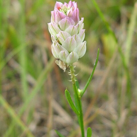 Polygala sanguinea unspecified picture