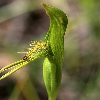 Pterostylis tasmanica unspecified picture