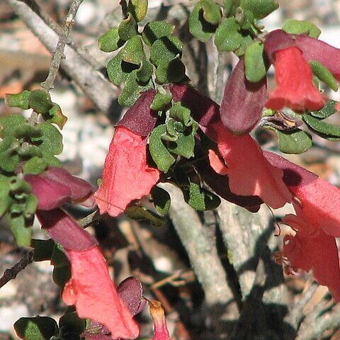 Prostanthera calycina unspecified picture