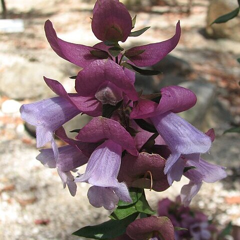 Prostanthera magnifica unspecified picture