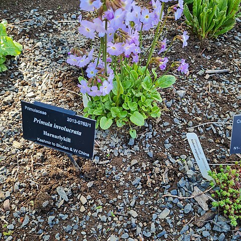 Primula involucrata unspecified picture