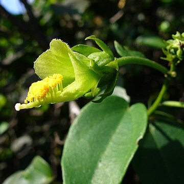 Pavonia bahamensis unspecified picture