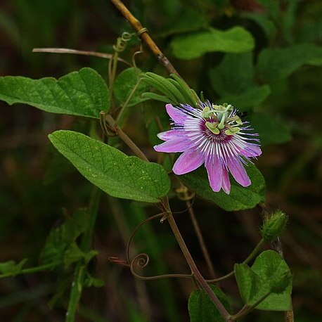 Passiflora urbaniana unspecified picture