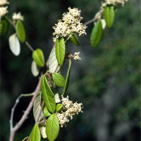 Pomaderris brunnea unspecified picture