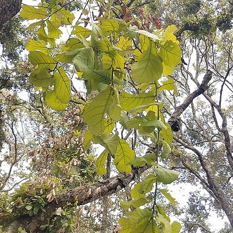 Quercus magnoliifolia unspecified picture