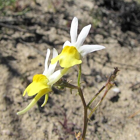 Nemesia anisocarpa unspecified picture