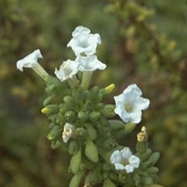 Nolana galapagensis unspecified picture