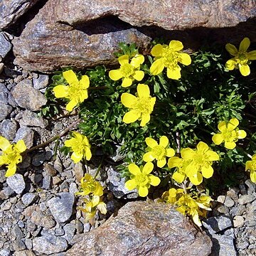 Ranunculus demissus unspecified picture